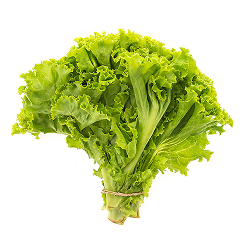 Green Lettuce