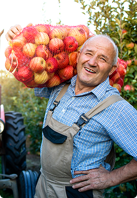 Farmer Holding Apples